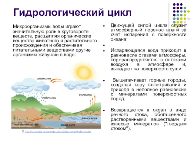 Микроорганизмы воды играют значительную роль в круговороте веществ, расщепляя органические