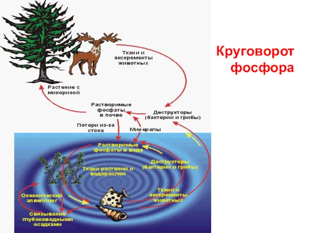 Круговорот фосфора