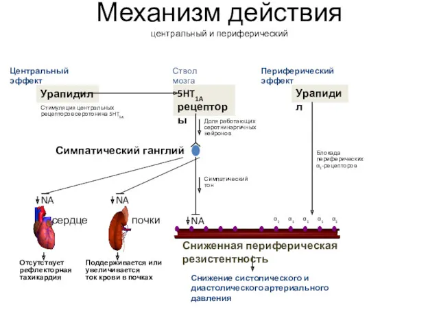 Механизм действия центральный и периферический Центральный эффект Периферический эффект Урапидил