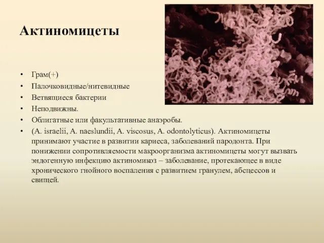 Актиномицеты Грам(+) Палочковидные/нитевидные Ветвящиеся бактерии Неподвижны. Облигатные или факультативные анаэробы. (A. israelii, A.