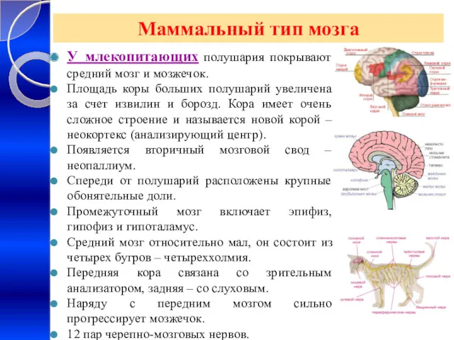 Маммальный тип мозга У млекопитающих полушария покрывают средний мозг и мозжечок. Площадь коры