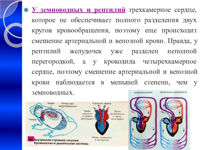 У земноводных и рептилий трехкамерное сердце, которое не обеспечивает полного разделения двух кругов