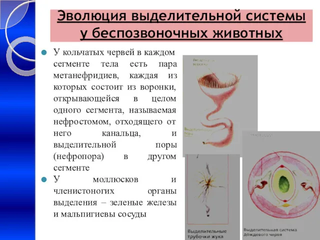 Эволюция выделительной системы у беспозвоночных животных У кольчатых червей в каждом сегменте тела