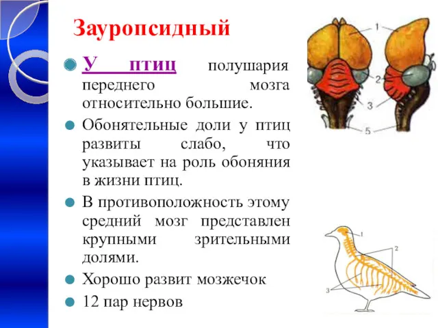 Зауропсидный У птиц полушария переднего мозга относительно большие. Обонятельные доли у птиц развиты
