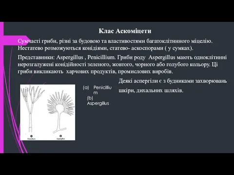 Клас Аскоміцети Сумчасті гриби, різні за будовою та властивостями багатоклітинного