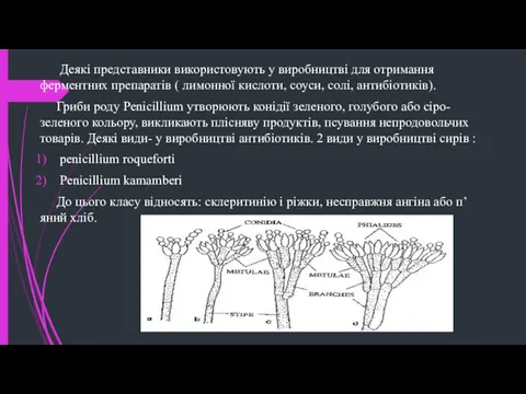 Деякі представники використовують у виробництві для отримання ферментних препаратів (