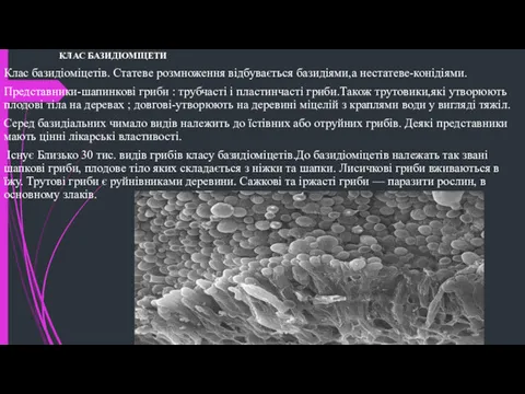 КЛАС БАЗИДІОМІЦЕТИ Клас базидіоміцетів. Статеве розмноження відбувається базидіями,а нестатеве-конідіями. Представники-шапинкові