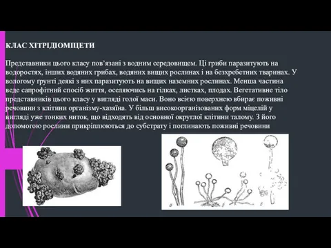 КЛАС ХІТРІДІОМІЦЕТИ Представники цього класу пов’язані з водним середовищем. Ці