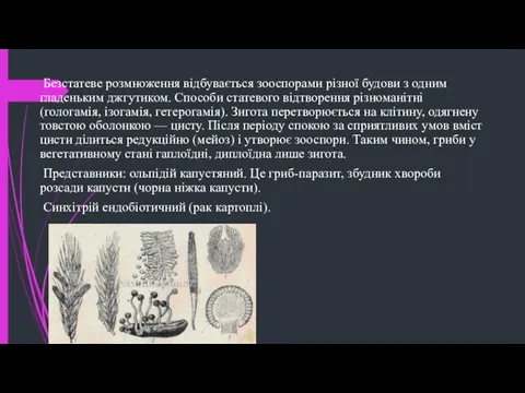 Безстатеве розмноження відбувається зоо­спорами різної будови з одним гладеньким джгутиком.