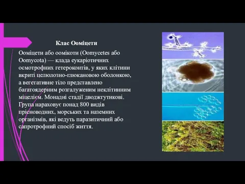 Клас Ооміцети Ооміцети або оомікоти (Oomycetes або Oomycota) — клада