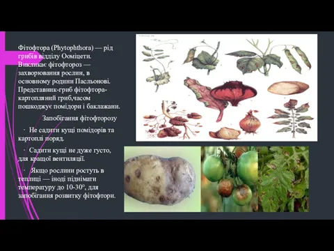 Фітофтора (Phytophthora) — рід грибів відділу Ооміцети. Викликає фітофтороз —