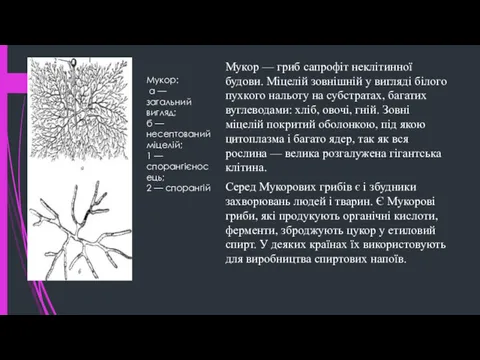 Мукор — гриб сапрофіт неклітинної будови. Міцелій зовнішній у вигляді