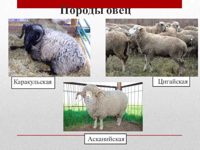 Породы овец Цигайская Асканийская Каракульская