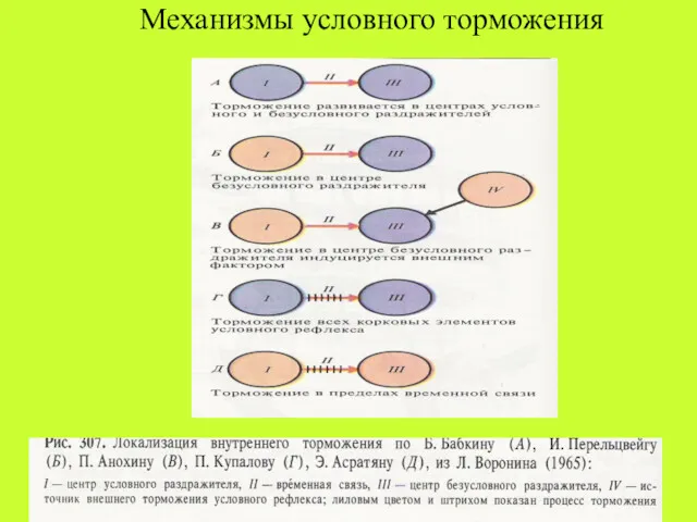 Механизмы условного торможения