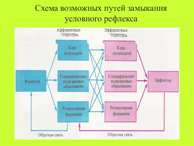 Схема возможных путей замыкания условного рефлекса