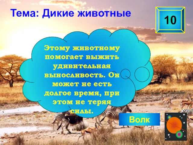 Волк 10 Этому животному помогает выжить удивительная выносливость. Он может