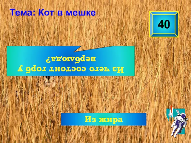 Из чего состоит горб у верблюда? 40 Тема: Кот в мешке Из жира