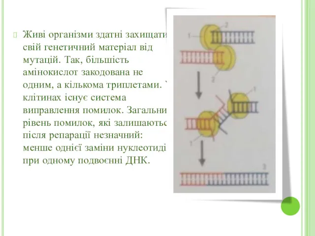 Живі організми здатні захищати свій генетичний матеріал від мутацій. Так,