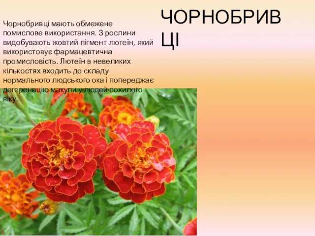 ЧОРНОБРИВЦІ Чорнобривці мають обмежене помислове використання. З рослини видобувають жовтий