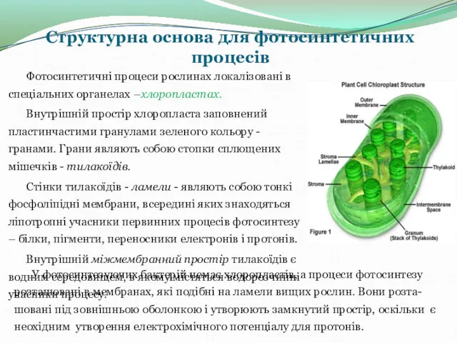 Структурна основа для фотосинтетичних процесів Фотосинтетичні процеси рослинах локалізовані в спеціальних органелах –хлоропластах.