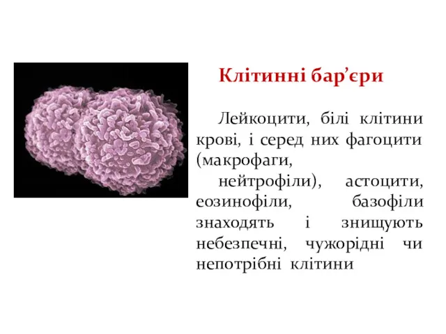 Клітинні бар’єри Лейкоцити, білі клітини крові, і серед них фагоцити