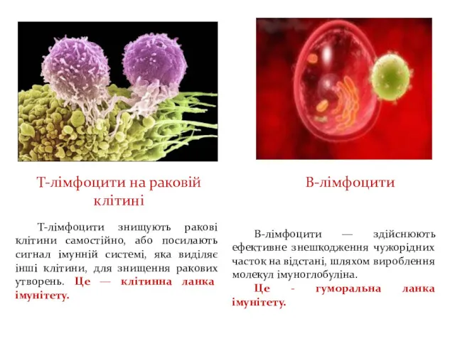 Т-лімфоцити на раковій клітині Т-лімфоцити знищують ракові клітини самостійно, або