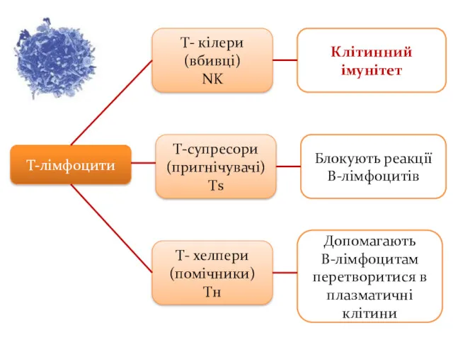 Т-лімфоцити Т- кілери (вбивці) NK Т-супресори (пригнічувачі) Тs Т- хелпери