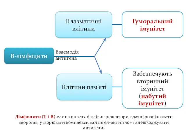 В-лімфоцити Плазматичні клітини Клітини пам’яті Гуморальний імунітет Забезпечують вторинний імунітет