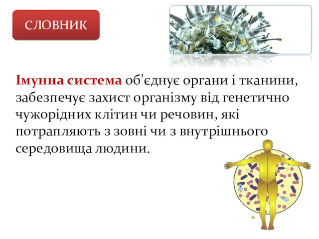 СЛОВНИК Імунна система об’єднує органи і тканини, забезпечує захист організму