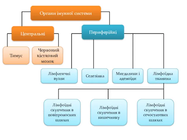 Органи імунної системи Центральні Периферійні Тимус Червоний кістковий мозок Лімфатичні