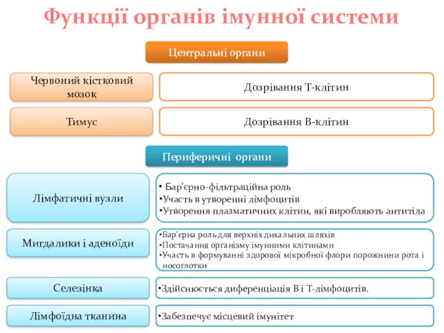 Центральні органи Функції органів імунної системи Периферичні органи Червоний кістковий