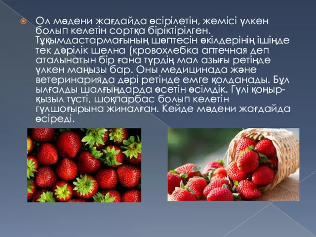 Ол мәдени жағдайда өсірілетін, жемісі үлкен болып келетін сортқа біріктірілген.