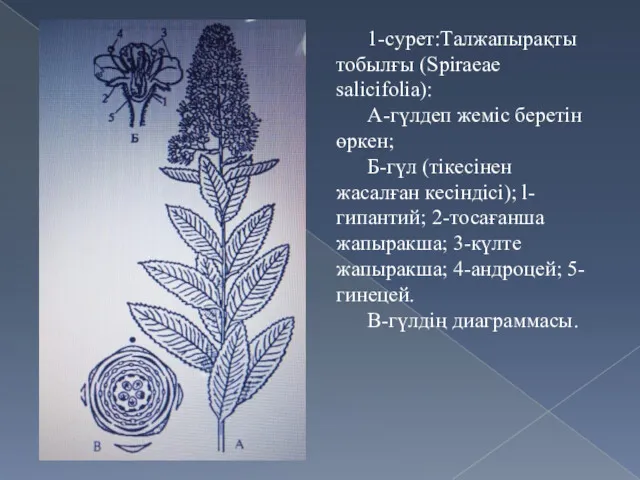 1-сурет:Талжапырақты тобылғы (Spiraeae salicifolia): А-гүлдеп жеміс беретін өркен; Б-гүл (тікесінен