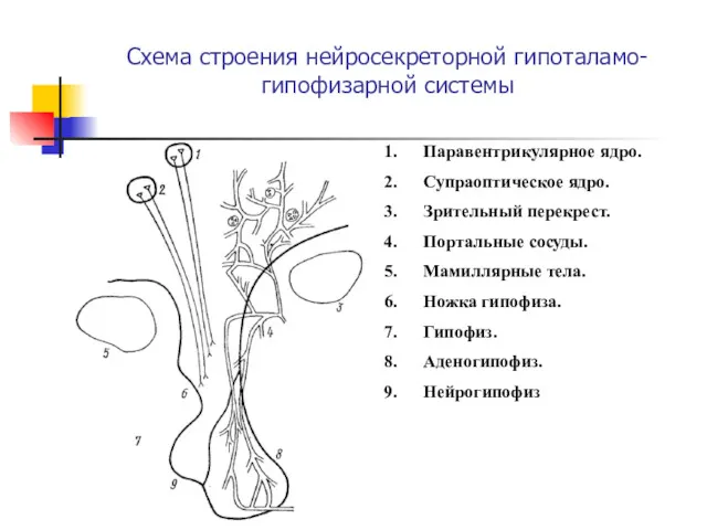 Схема строения нейросекреторной гипоталамо-гипофизарной системы Паравентрикулярное ядро. Супраоптическое ядро. Зрительный