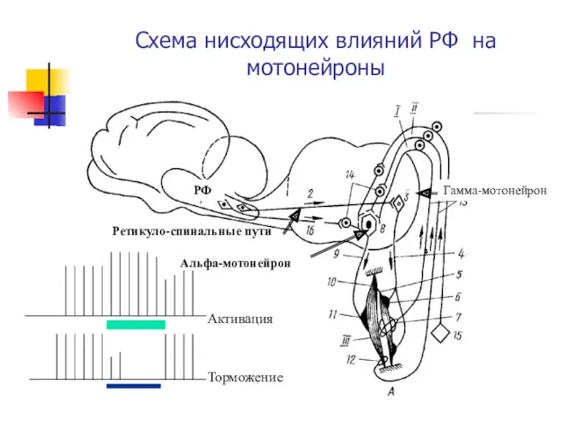 Схема нисходящих влияний РФ на мотонейроны РФ Ретикуло-спинальные пути Альфа-мотонейрон Гамма-мотонейрон Активация Торможение