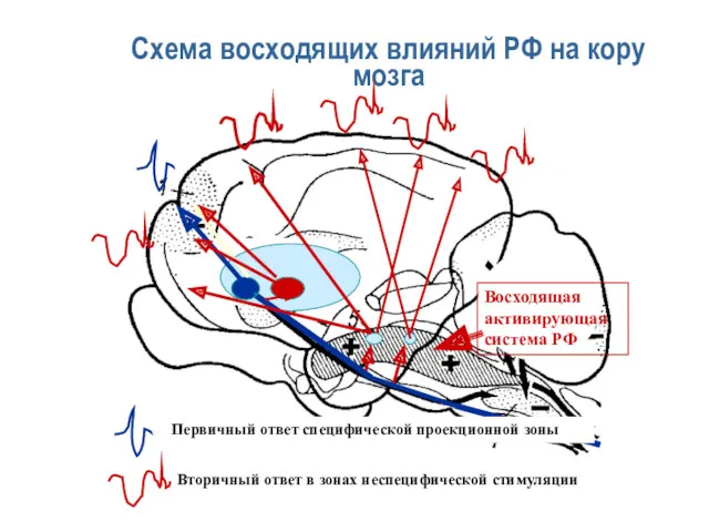 Схема восходящих влияний РФ на кору мозга Первичный ответ специфической