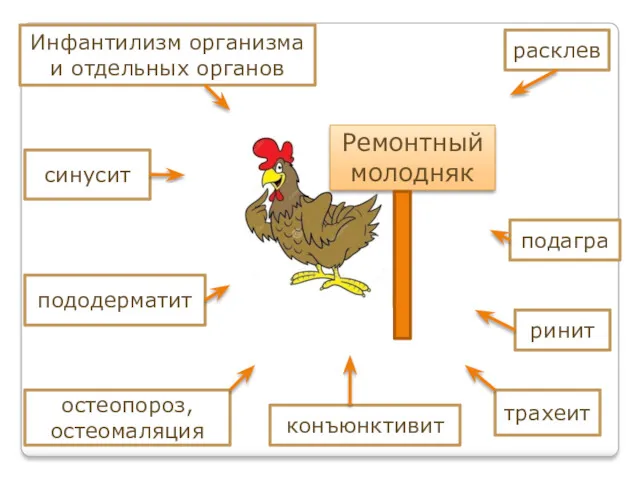 Ремонтный молодняк Инфантилизм организма и отдельных органов расклев подагра ринит трахеит конъюнктивит синусит пододерматит остеопороз, остеомаляция