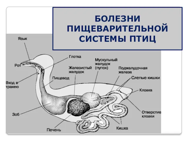 БОЛЕЗНИ ПИЩЕВАРИТЕЛЬНОЙ СИСТЕМЫ ПТИЦ