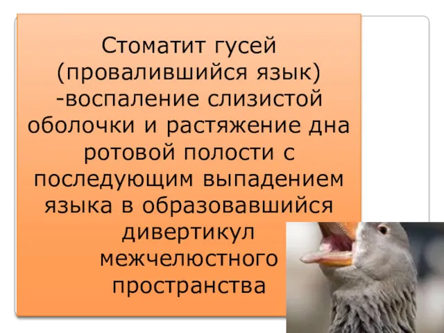 Стоматит гусей (провалившийся язык) -воспаление слизистой оболочки и растяжение дна