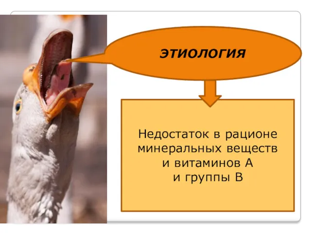 Недостаток в рационе минеральных веществ и витаминов А и группы В ЭТИОЛОГИЯ