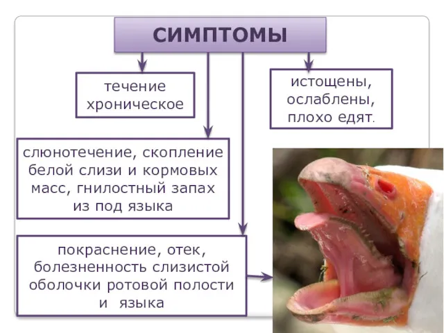 СИМПТОМЫ течение хроническое истощены, ослаблены, плохо едят. покраснение, отек, болезненность