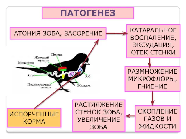 ПАТОГЕНЕЗ ИСПОРЧЕННЫЕ КОРМА АТОНИЯ ЗОБА, ЗАСОРЕНИЕ КАТАРАЛЬНОЕ ВОСПАЛЕНИЕ, ЭКСУДАЦИЯ, ОТЕК