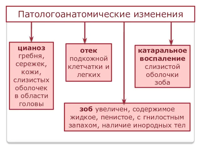 Патологоанатомические изменения цианоз гребня, сережек, кожи, слизистых оболочек в области