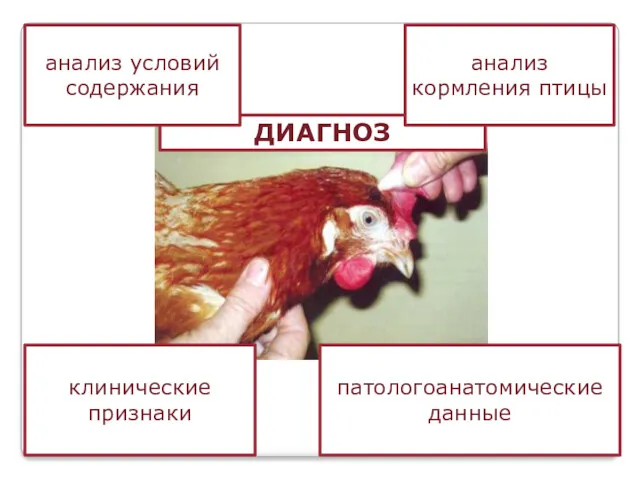 ДИАГНОЗ анализ условий содержания анализ кормления птицы клинические признаки патологоанатомические данные