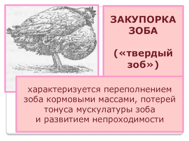 ЗАКУПОРКА ЗОБА («твердый зоб») характеризуется переполнением зоба кормовыми массами, потерей тонуса мускулатуры зоба и развитием непроходимости