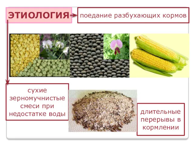 ЭТИОЛОГИЯ поедание разбухающих кормов сухие зерномучнистые смеси при недостатке воды длительные перерывы в кормлении