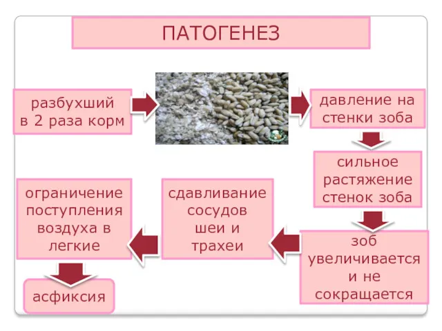 ПАТОГЕНЕЗ разбухший в 2 раза корм давление на стенки зоба