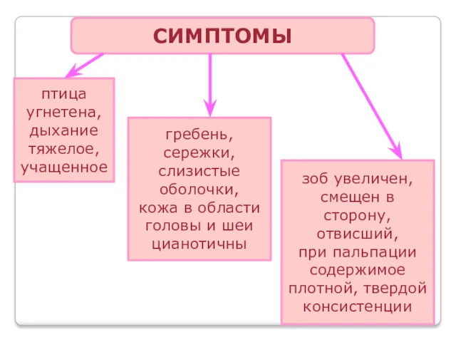 СИМПТОМЫ птица угнетена, дыхание тяжелое, учащенное гребень, сережки, слизистые оболочки,