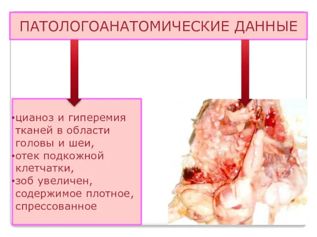 ПАТОЛОГОАНАТОМИЧЕСКИЕ ДАННЫЕ цианоз и гиперемия тканей в области головы и