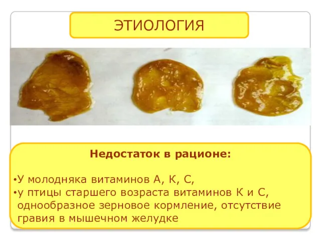 ЭТИОЛОГИЯ Недостаток в рационе: У молодняка витаминов А, К, С,